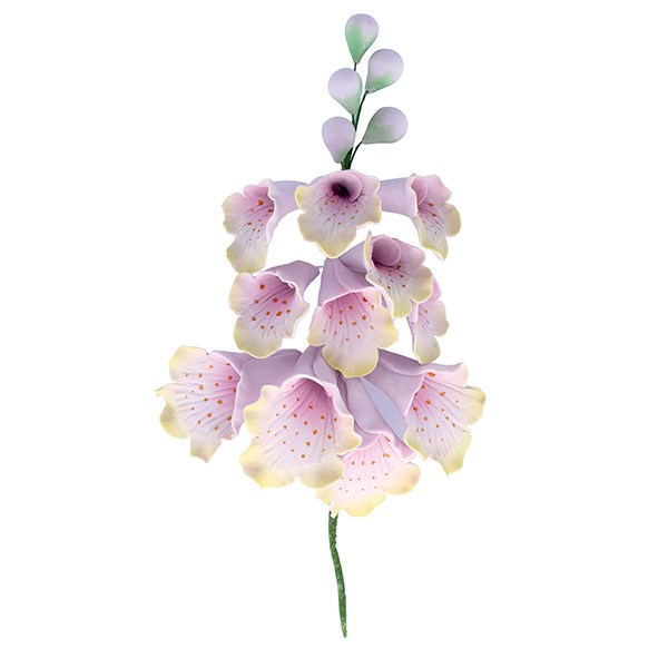 Wild Floxglove