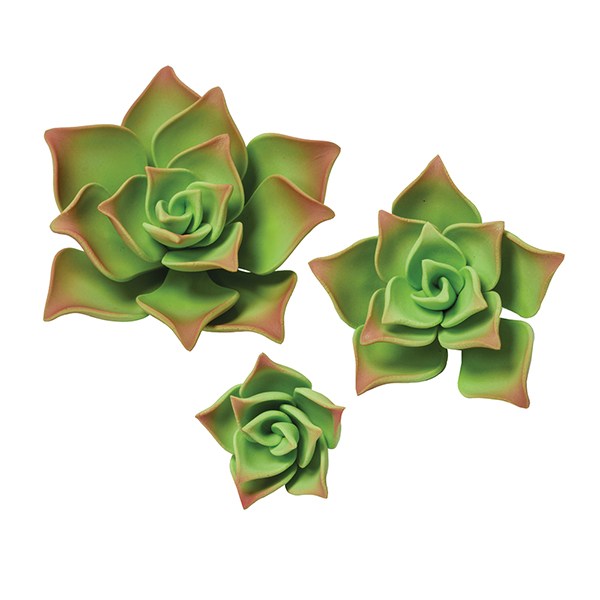 Green Succulents