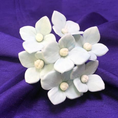 Hydrangea Blossoms