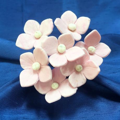 Hydrangea Blossoms