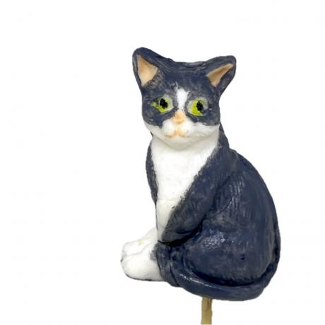Sugar Cat