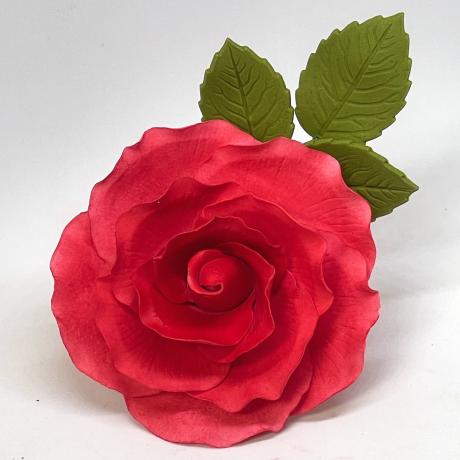 Giant Red Sugar Rose