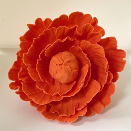 Tangerine Sugar Peony Rose