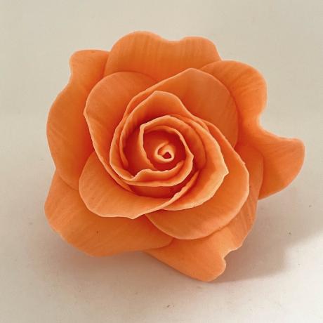 Pale Coral Sugar Rose