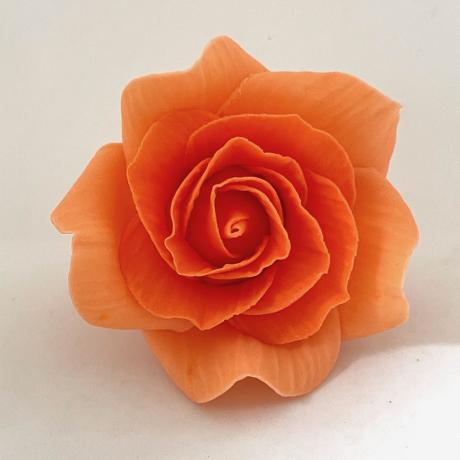Coral Sugar Rose