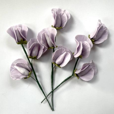 Lilac Sugar Sweet Pea