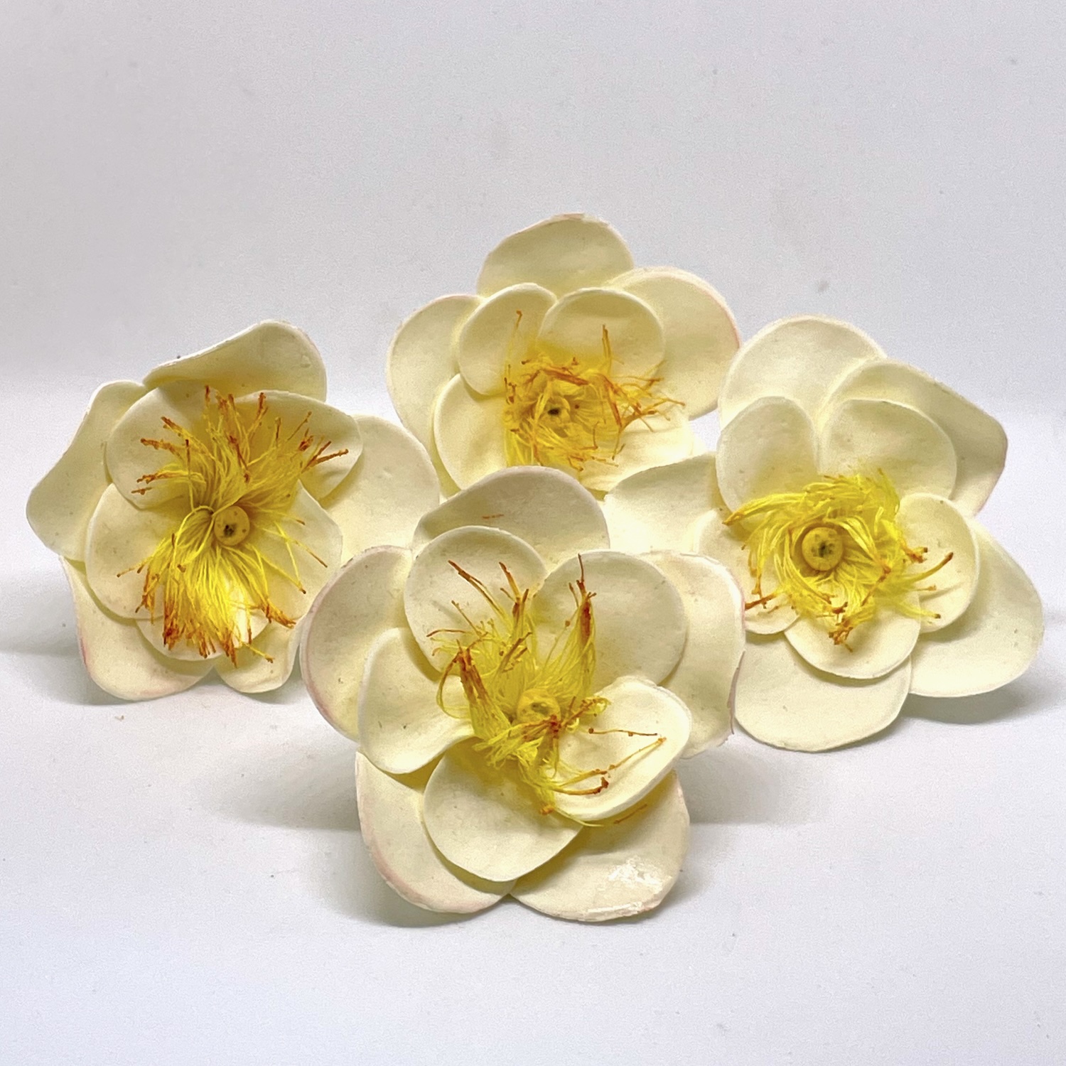 Christmas Roses
