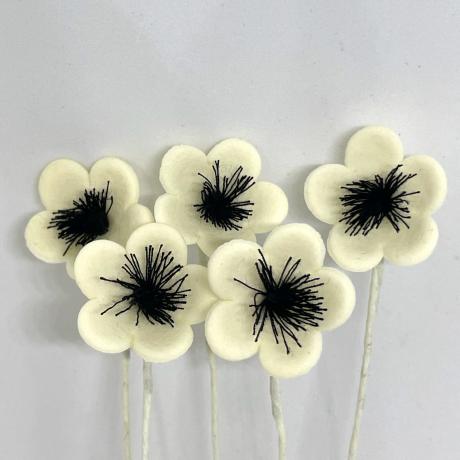Ivory Sugar Anemonies
