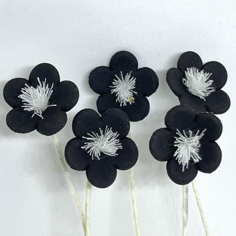 Black Sugar Anemonies