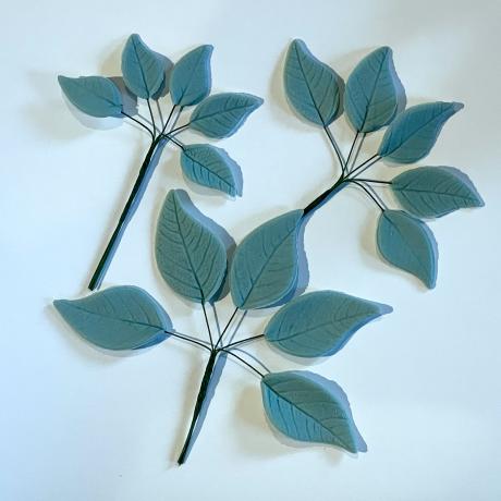 Trailing Eucaluptus Leaves