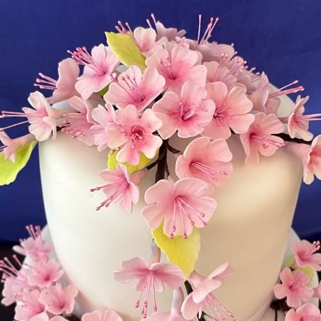 Sugar Cherry Blossoms