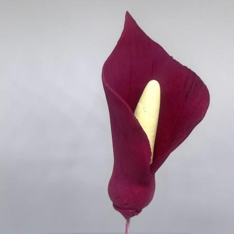 Burgundy Calla Lily