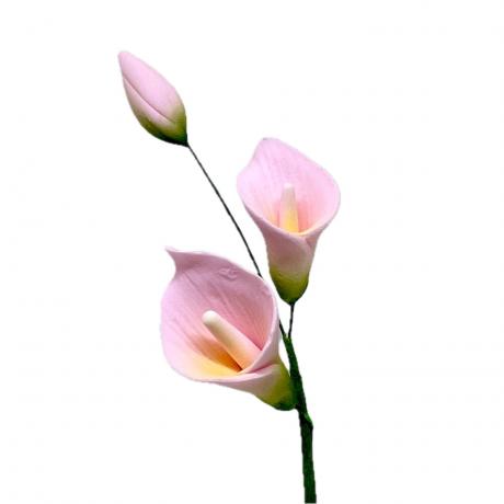 Pink Calla Lily