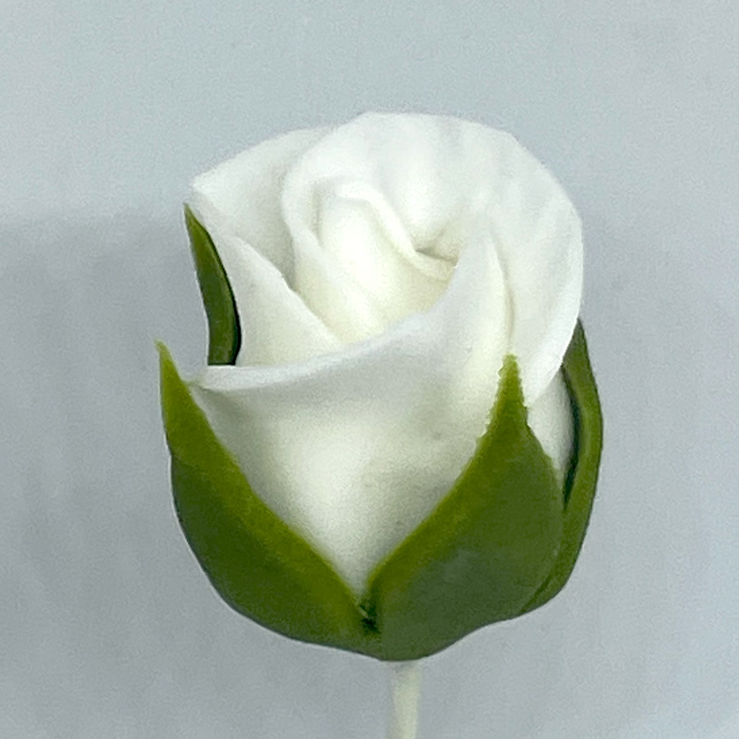 White Sugar Rose Bud