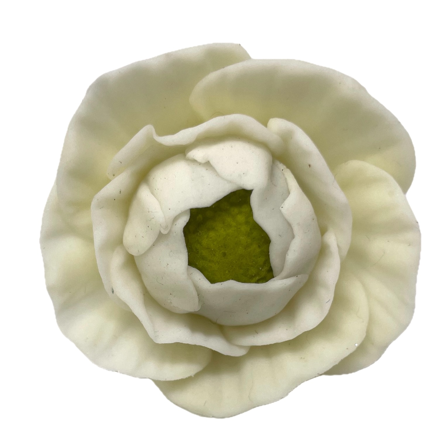 Small Sugar Ranunculus Flower Head