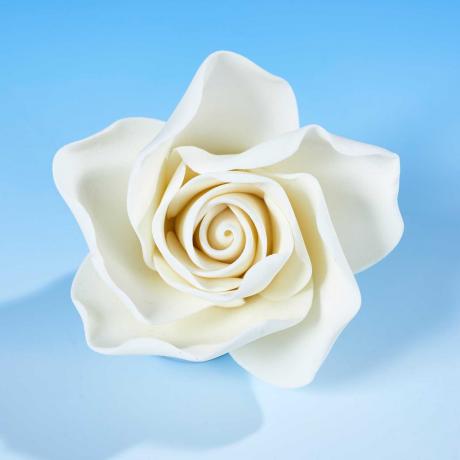 White Sugar Rose