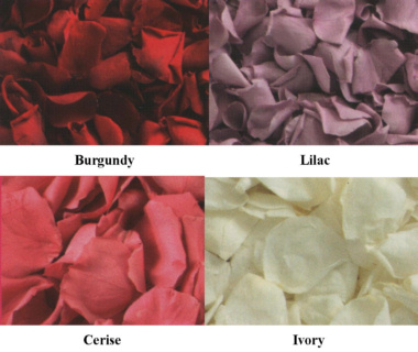 Real rose Petals in Bungundy, Lilac, Cerise and Ivory