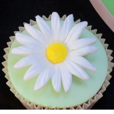 Sugar Daisy