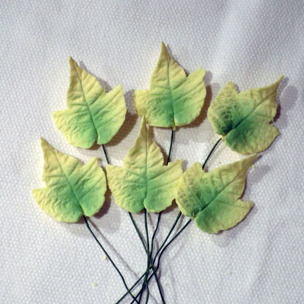 Large Variegated Sugar Ivy Leaves