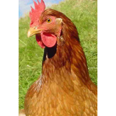 Henny Penny
