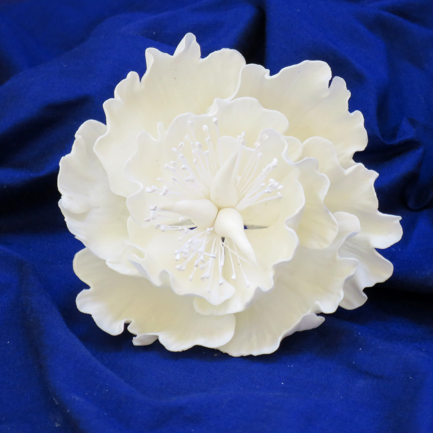 Ivory sugar Peony Rose.