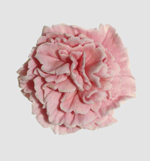Pink Sugar Carnation