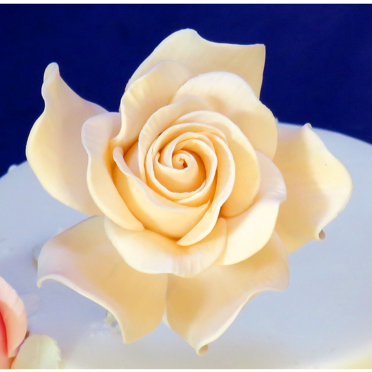 Giant Pale Peach Sugar Rose